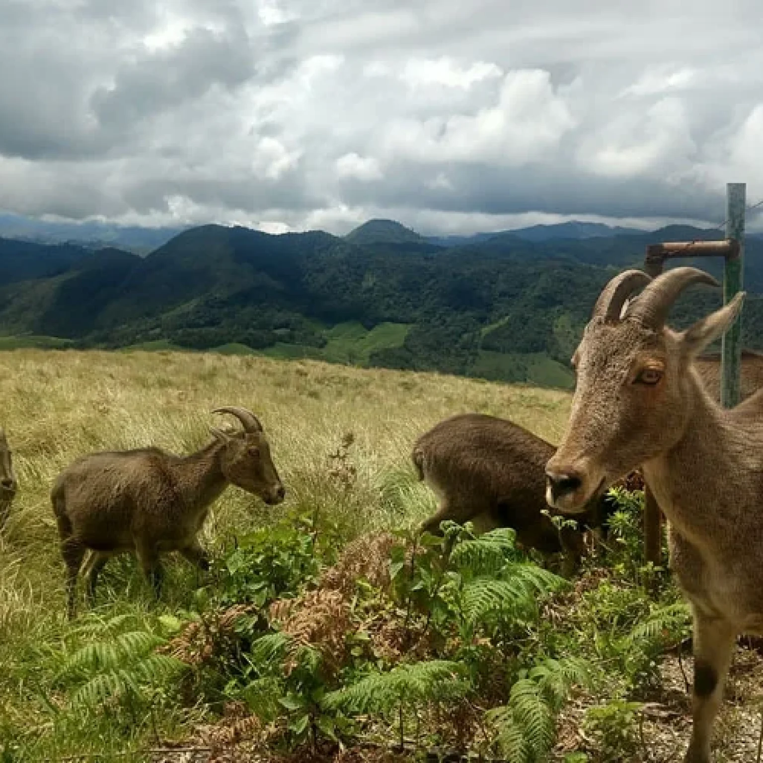 Eravikulam-national-park-Kerala