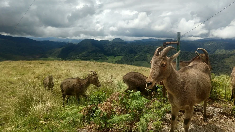 Rajamala Hills (Eravikulam National Park), Munnar