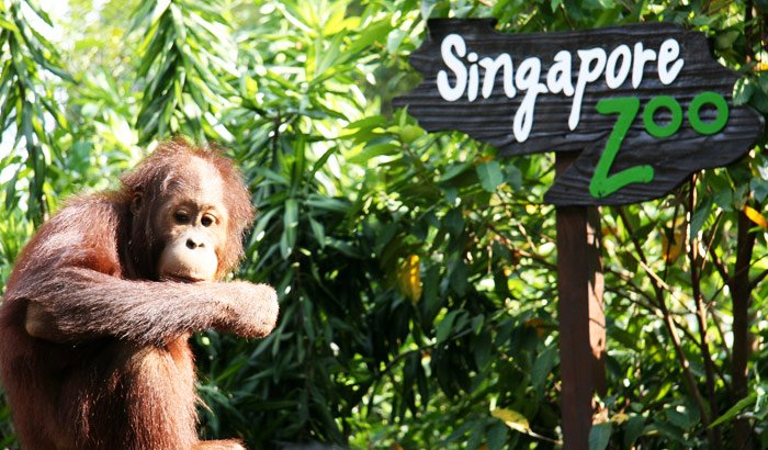 <span>Singapore Zoo</span>