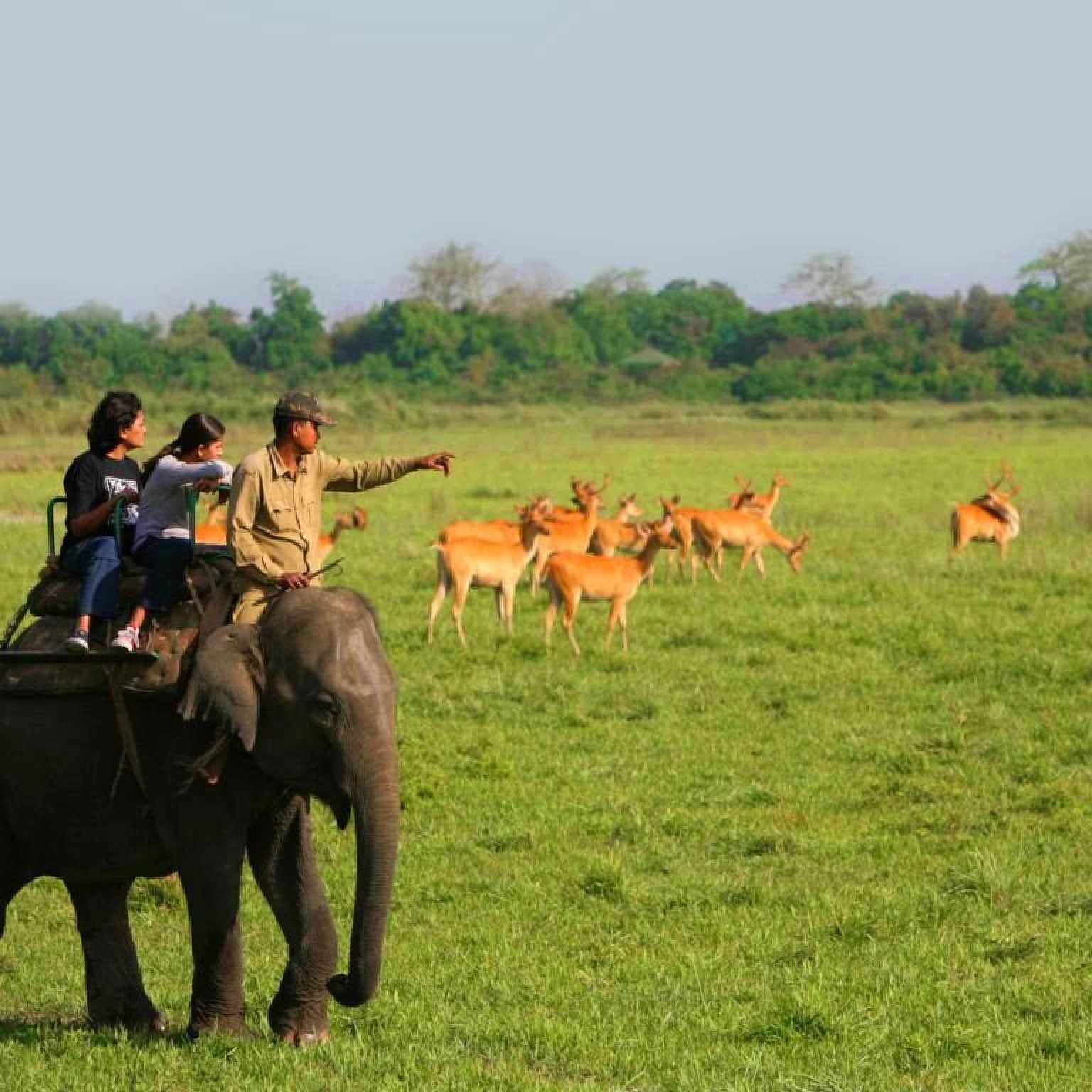 Assam-Elephant-NorthEast