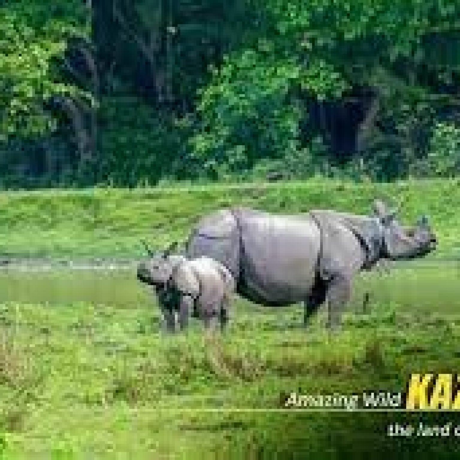 Kaziranga-Jungle-Assam-Northeast