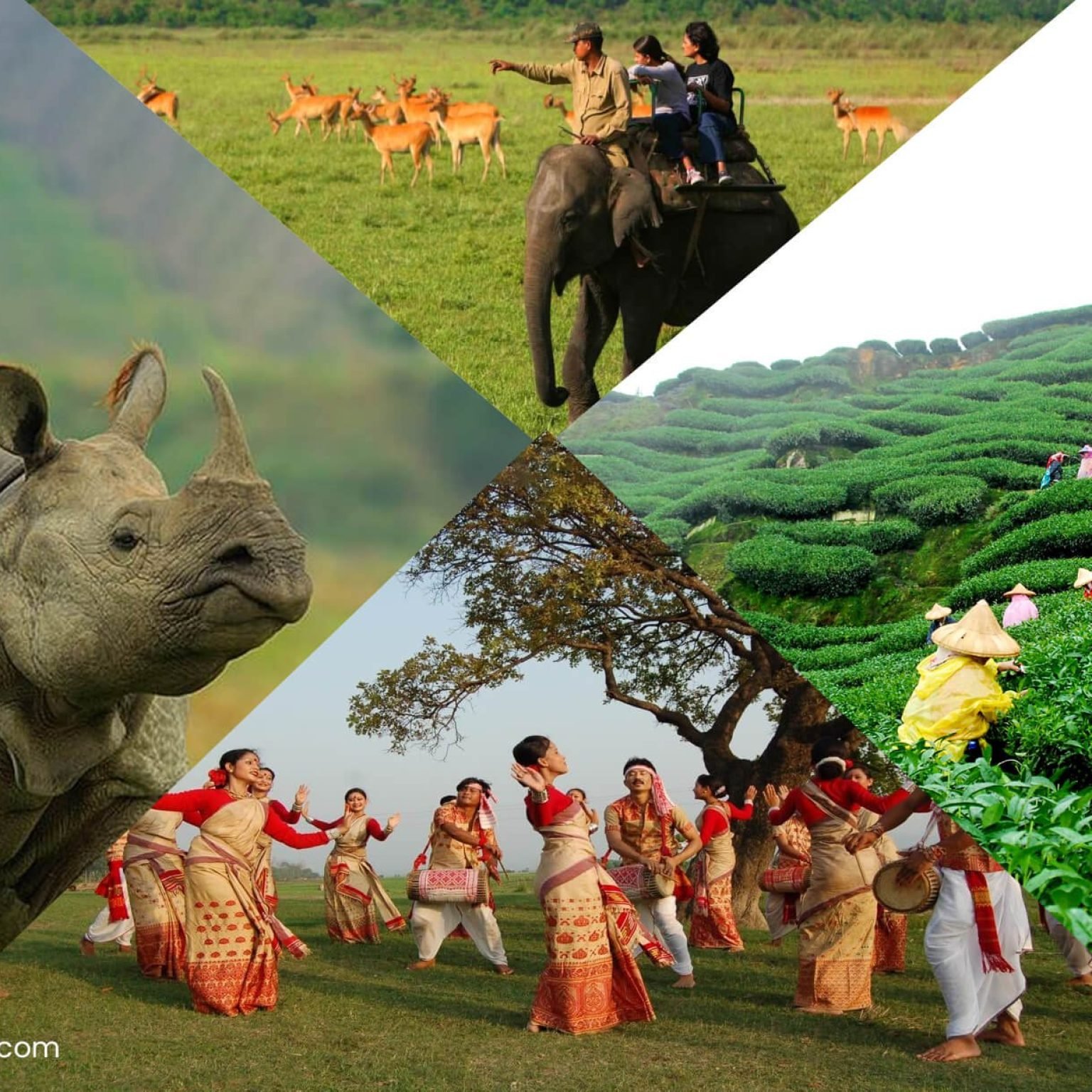 kaziranga-Assam-NorthEast