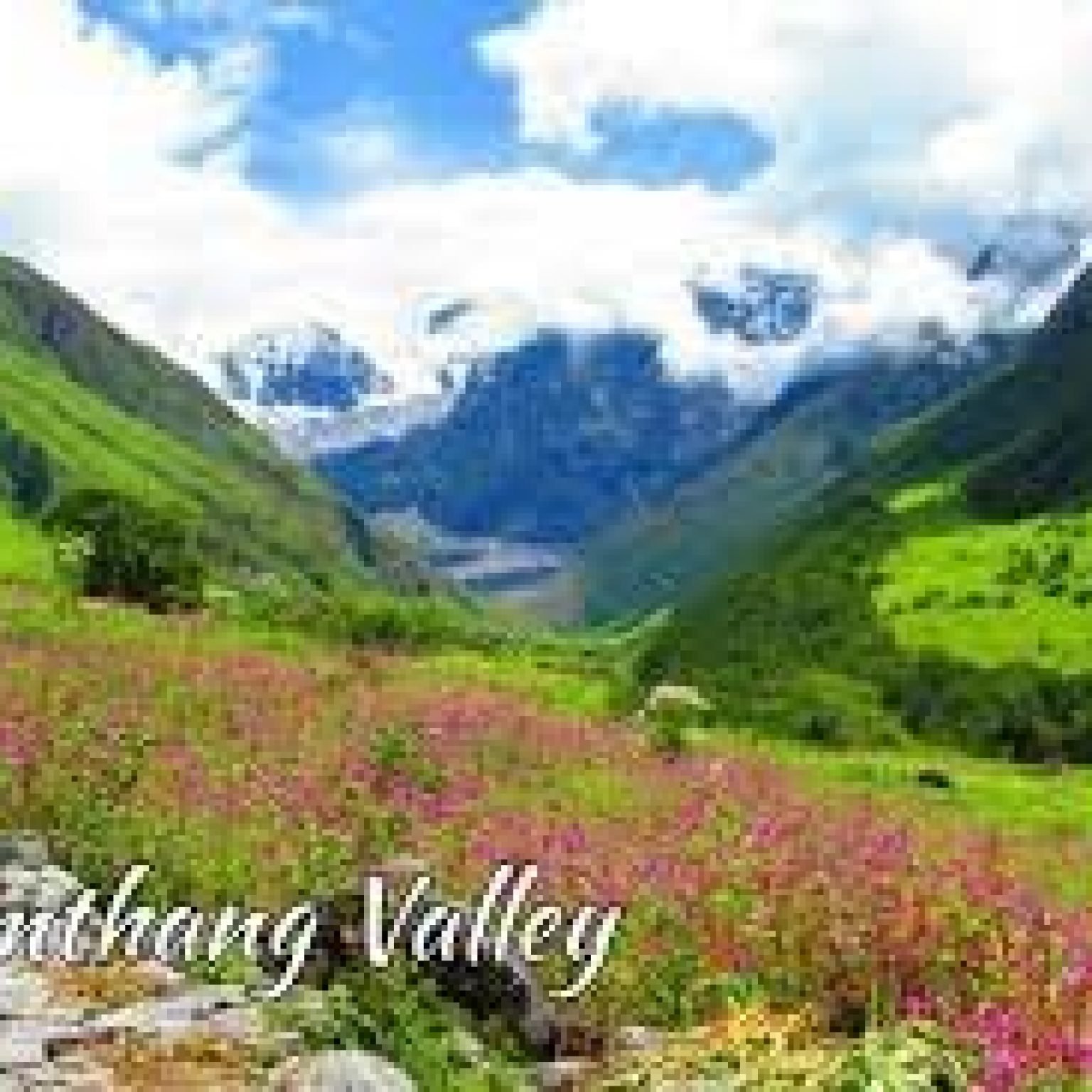 yumthang-flower-sikkim