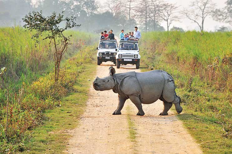 Kaziranga