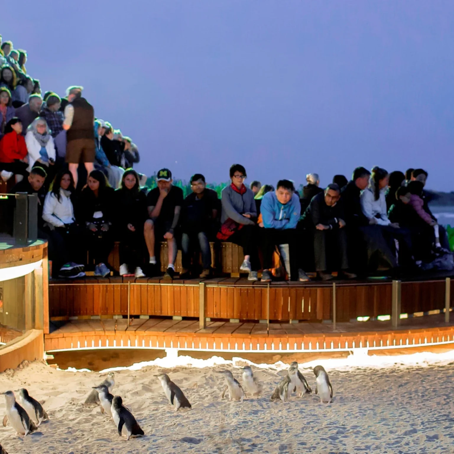 Penguin-Parade-viewing-Phillip-Island-Melbourne-Australia